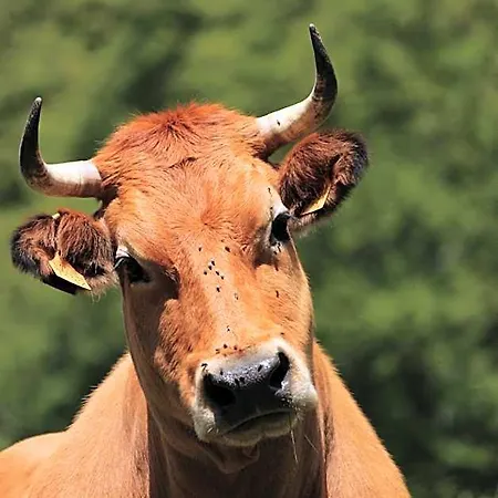 Vandrarhem Covadonga *