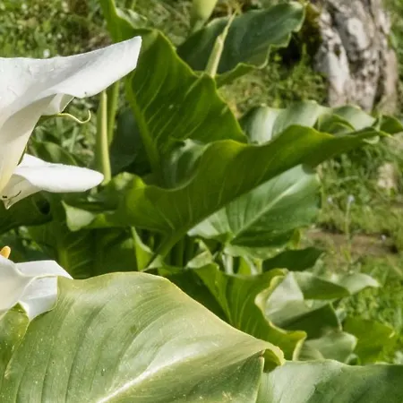 Covadonga Hostal La Riera (Cangas de Onis)