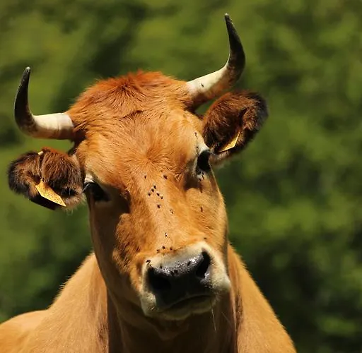 Covadonga La Riera (Cangas de Onis)